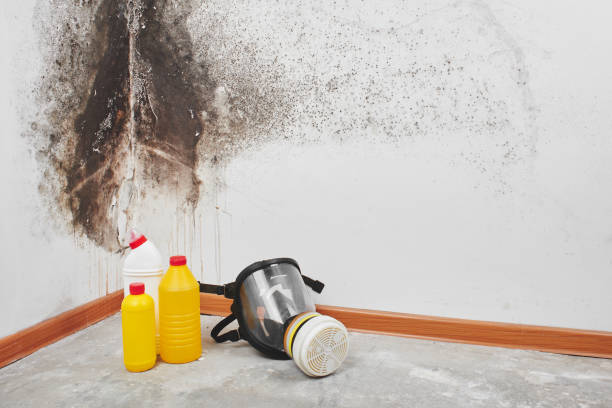 Certified Mold Removal in Aurora, CO