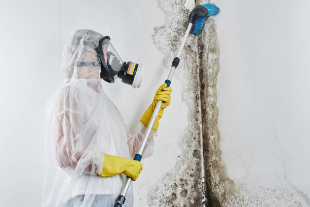 Best Toxic Mold Removal  in Aurora, CO