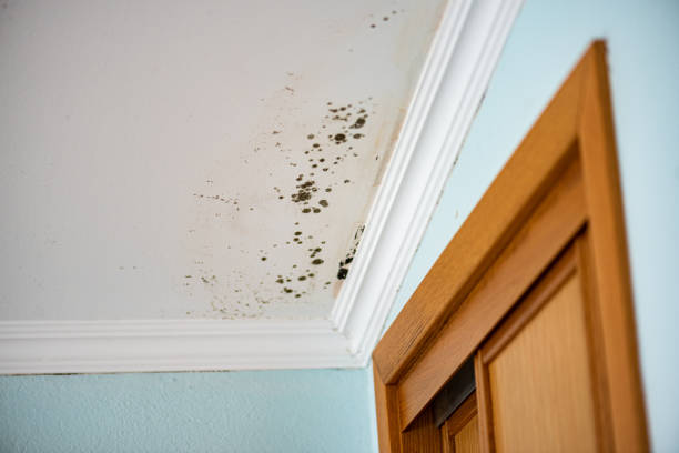 Best Black Mold Removal  in Aurora, CO