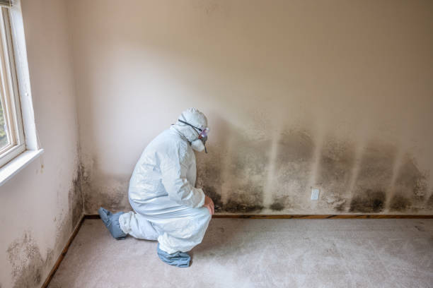 Attic Mold Removal in Aurora, CO