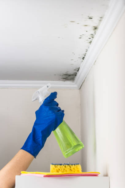 Best Mold Remediation Services  in Aurora, CO